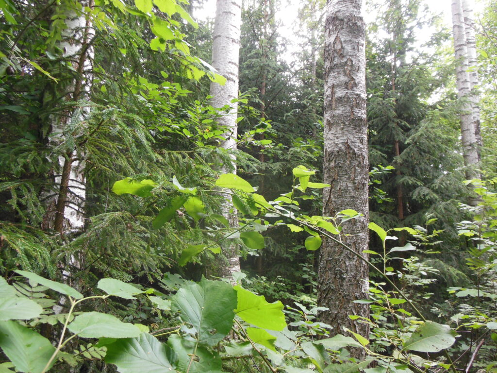 forest bathing in Estonia private forest Viljandi county