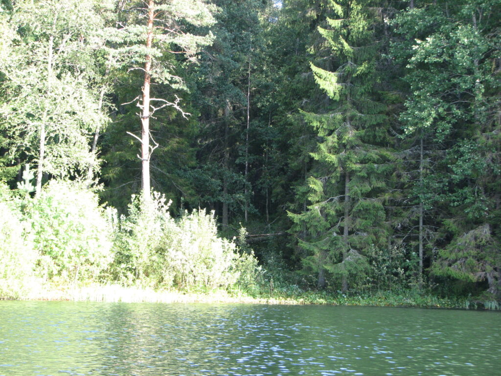 forest bathing in Estonia Harjumaa