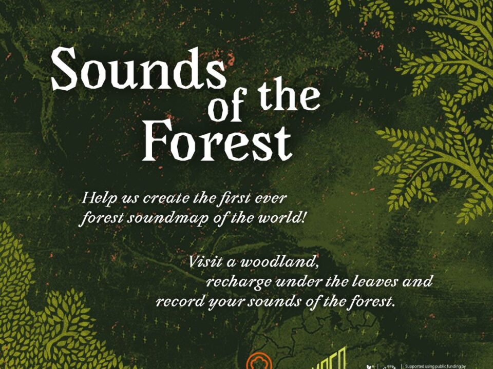 Metsa hääled
